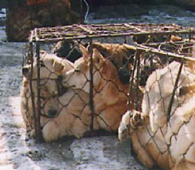 Dog Fur Trade